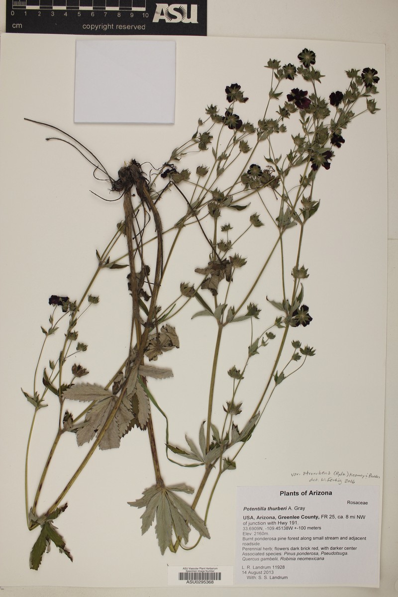 Potentilla thurberi var. atrorubens photo 4