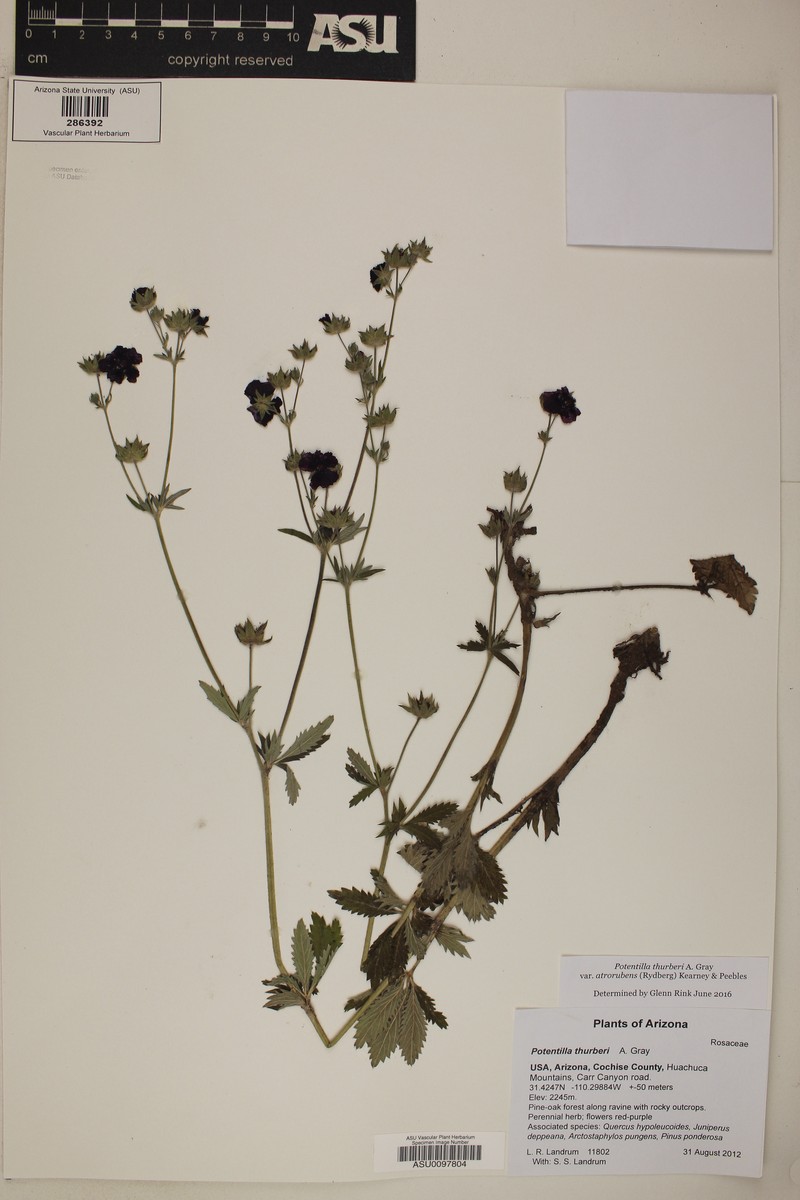 Potentilla thurberi var. atrorubens photo 5