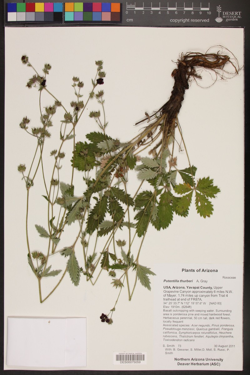Potentilla thurberi var. atrorubens photo 6