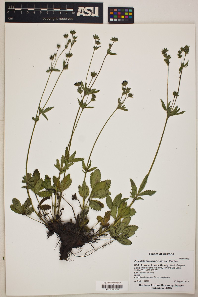 Chihuahuan Cinquefoil