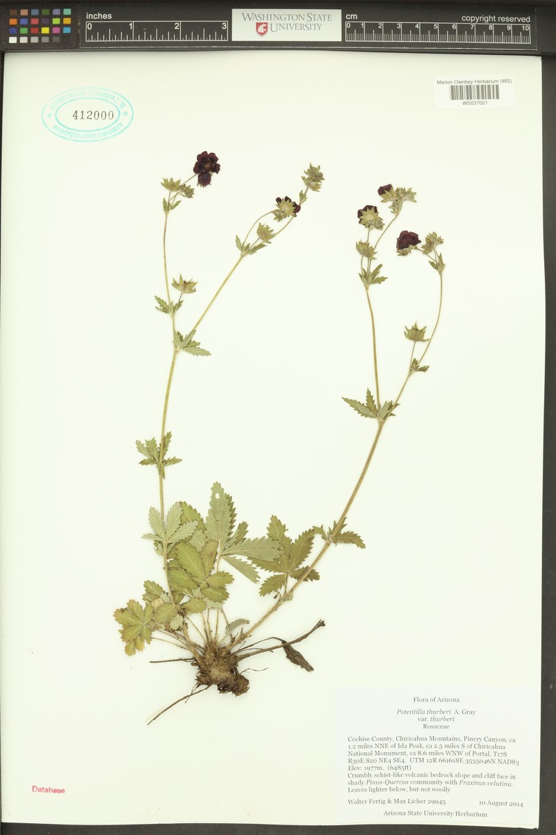 Chihuahuan Cinquefoil photo 2