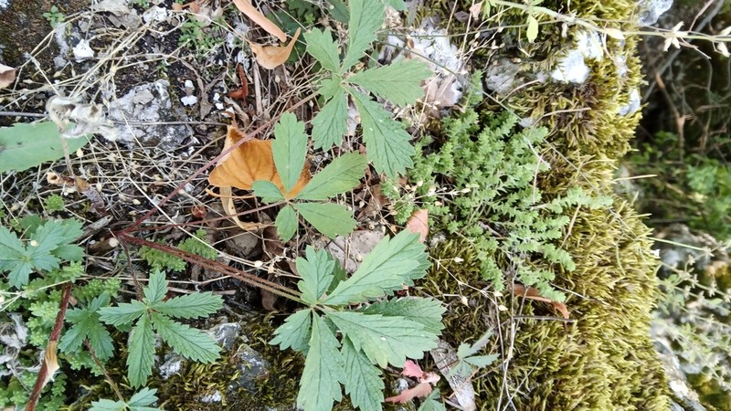European Cinquefoil photo 2