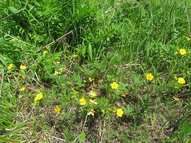 European Cinquefoil photo 3
