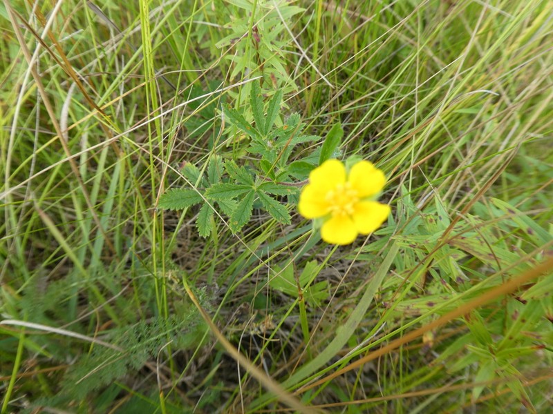 European Cinquefoil photo 4