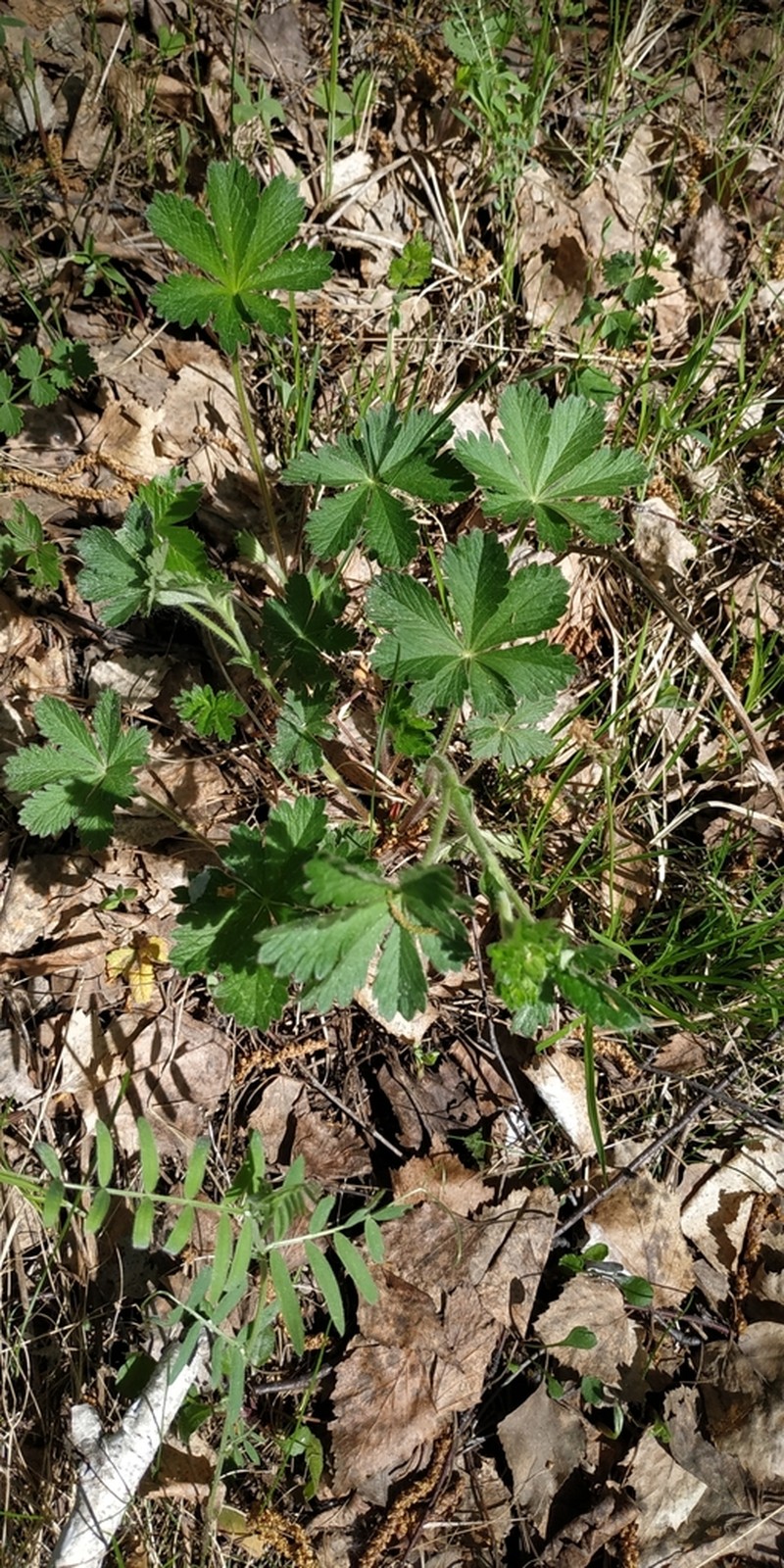European Cinquefoil photo 5