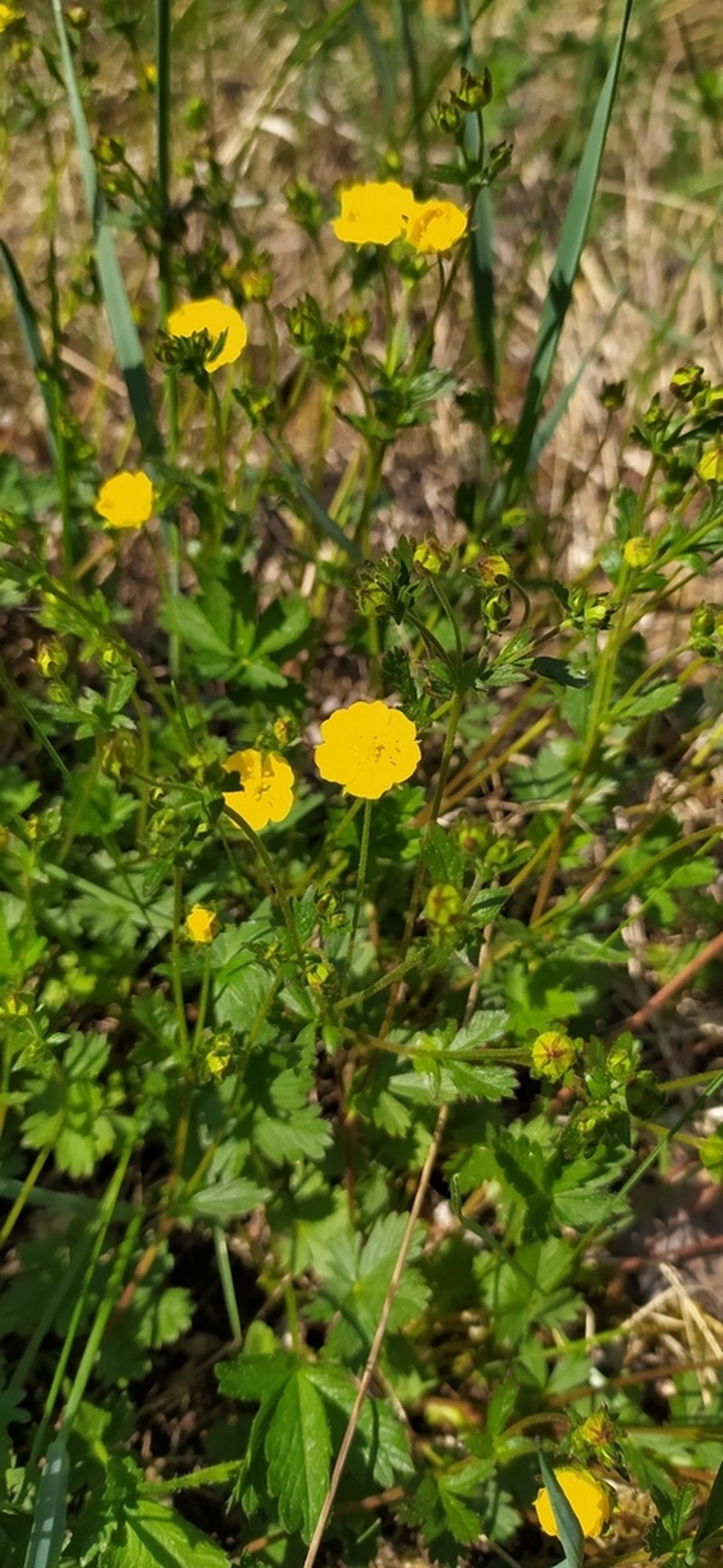 European Cinquefoil photo 6