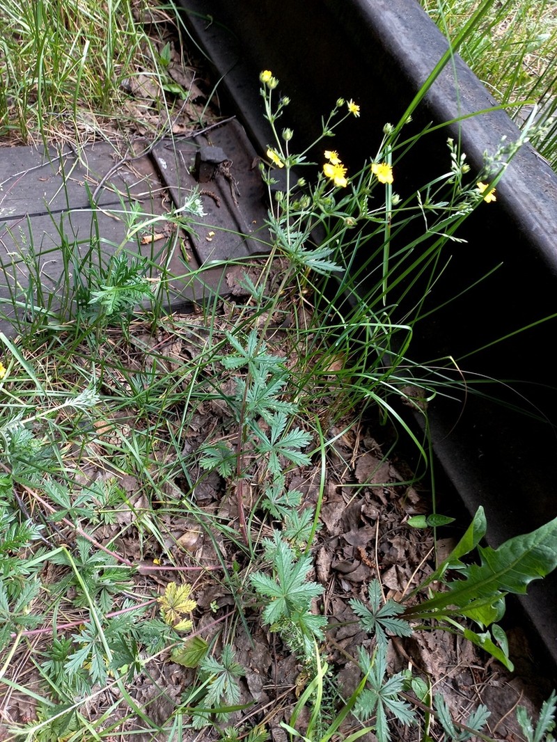 European Cinquefoil photo 7