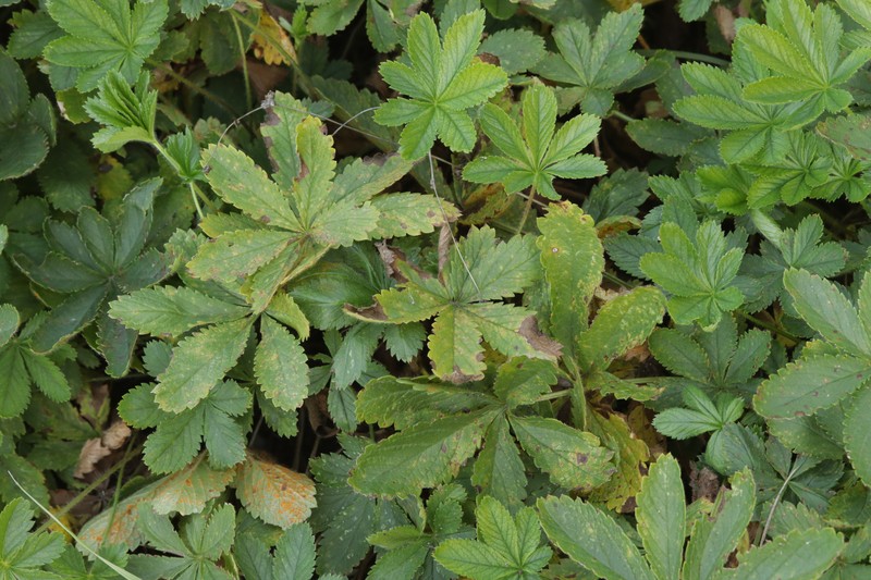 European Cinquefoil photo 4