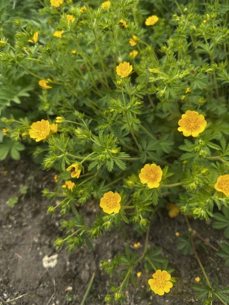 European Cinquefoil photo 5