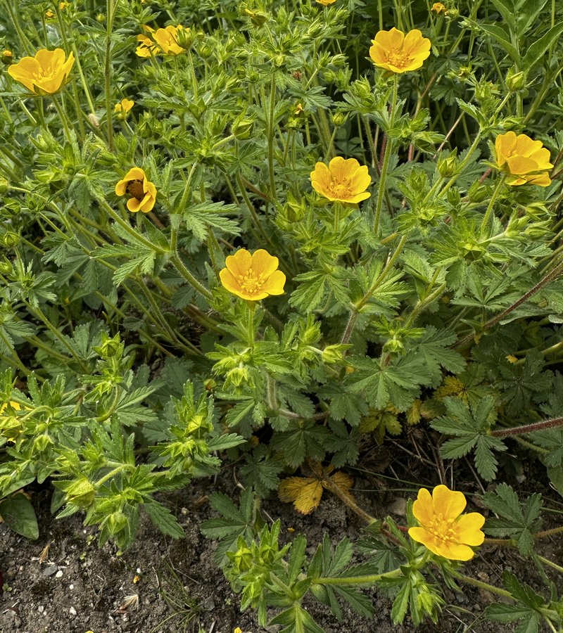 European Cinquefoil photo 6