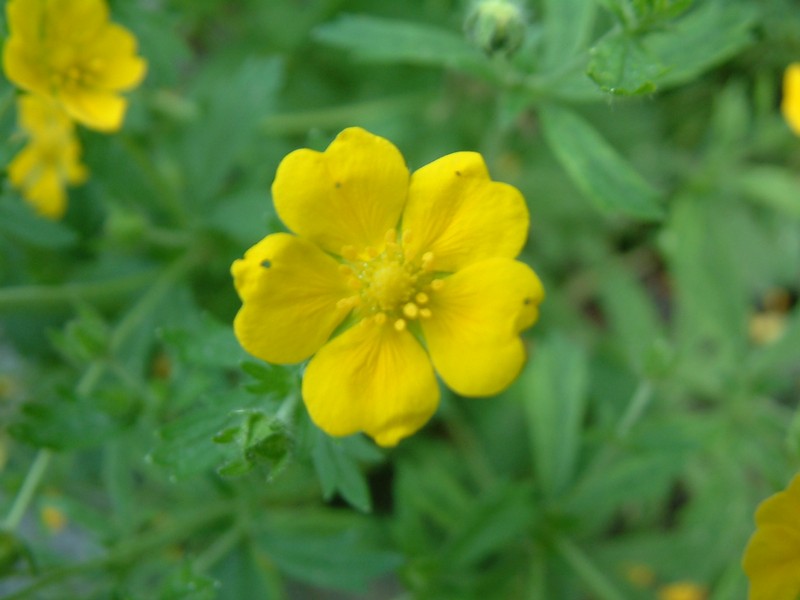 European Cinquefoil