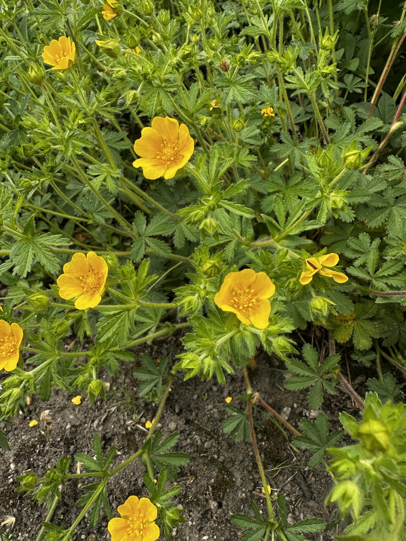 European Cinquefoil photo 2