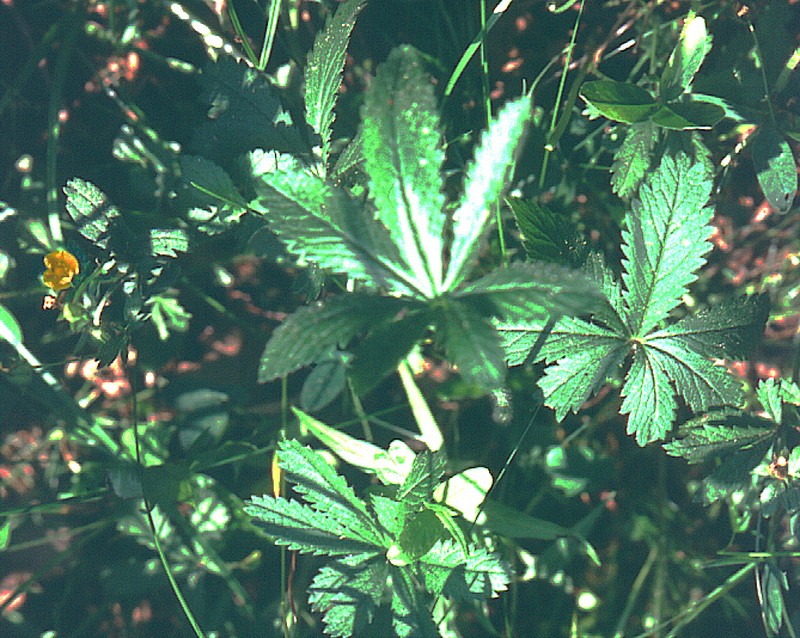 European Cinquefoil photo 3