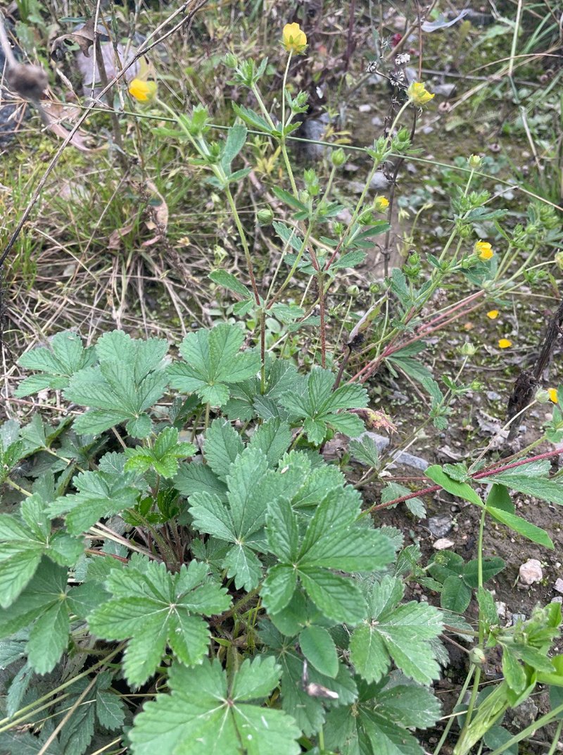 European Cinquefoil photo 7