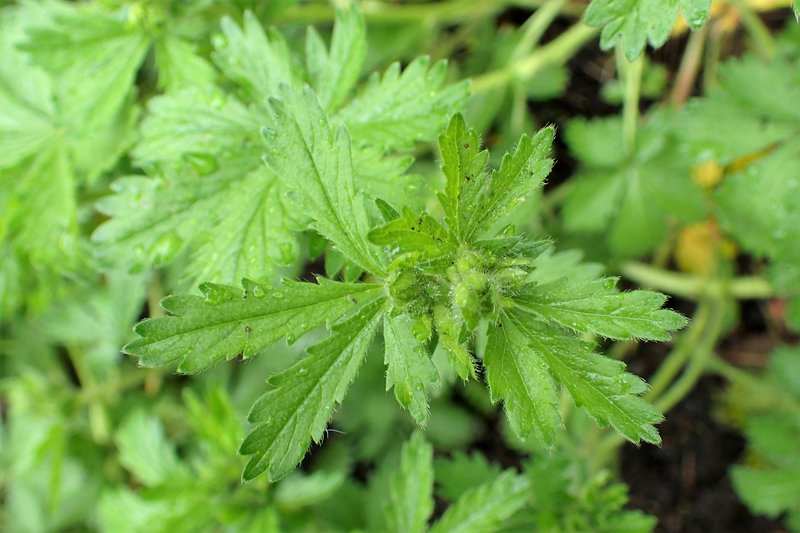 European Cinquefoil photo 8