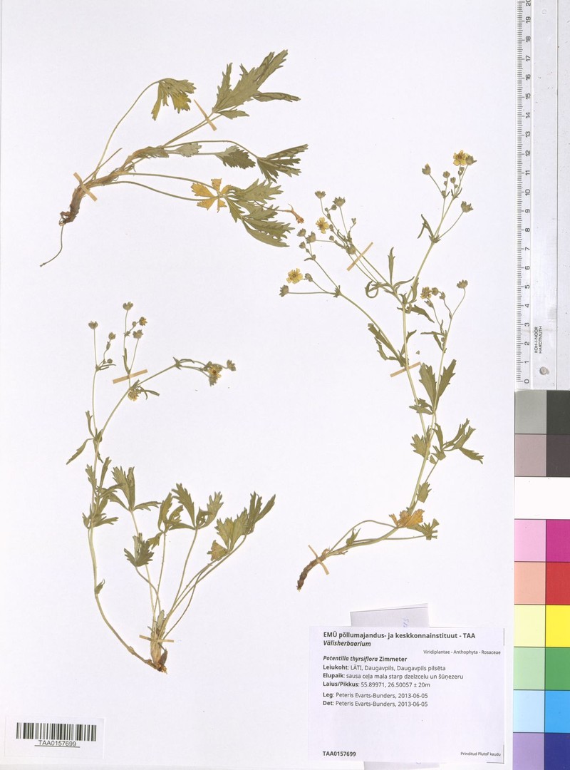 Potentilla thyrsiflora