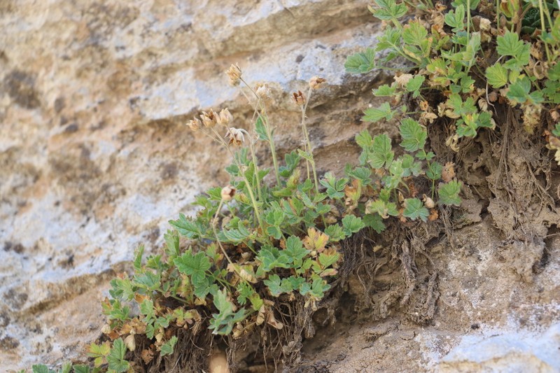 Potentilla tianschanica