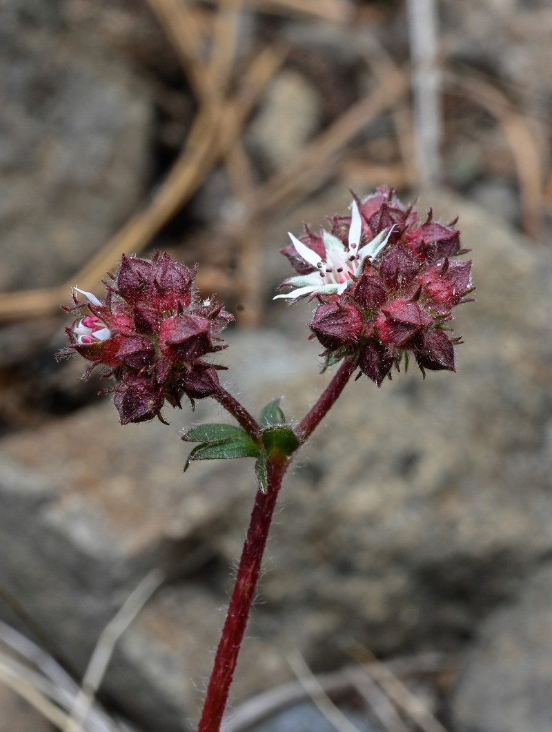 Potentilla tilingii photo 2