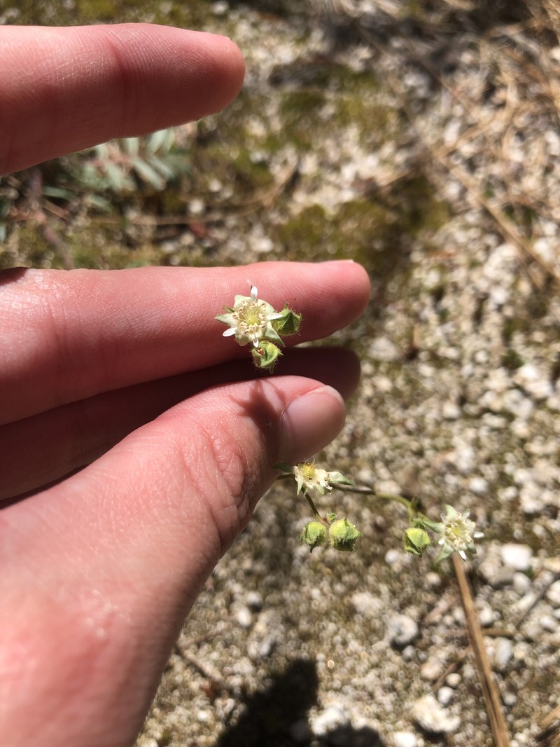 Potentilla tilingii photo 3