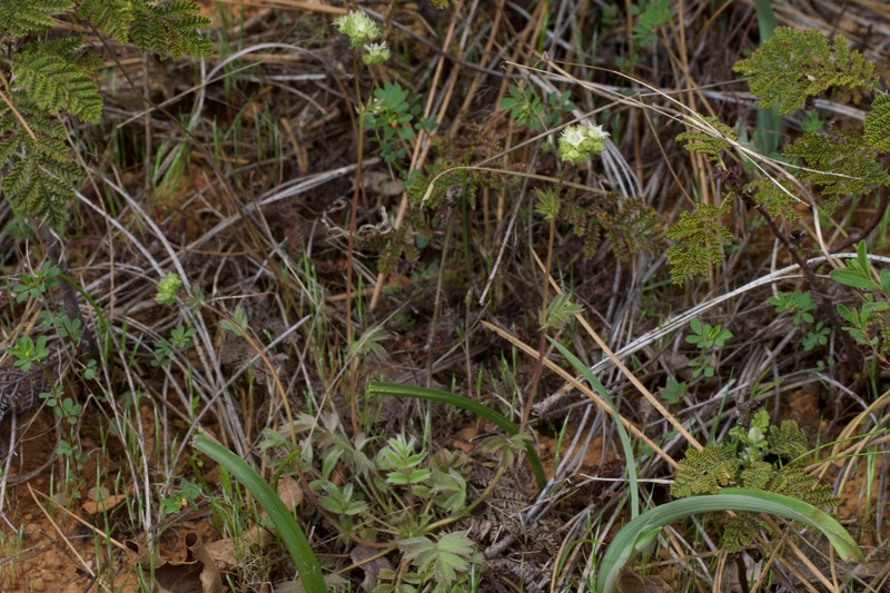 Potentilla tilingii photo 5