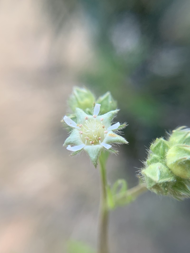 Potentilla tilingii photo 6