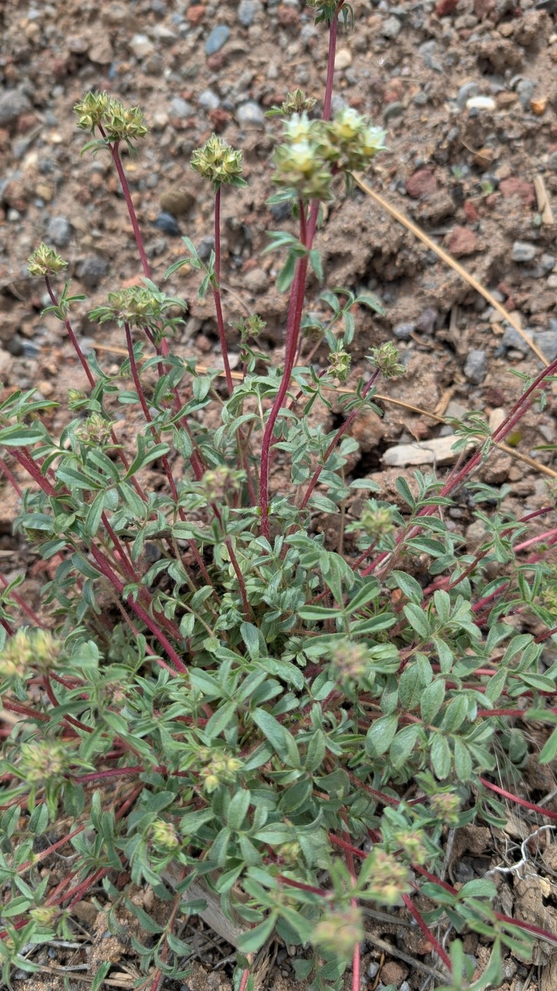 Potentilla tilingii photo 7