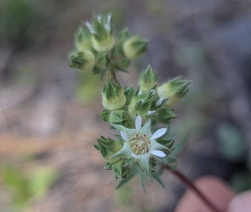 Potentilla tilingii photo 8