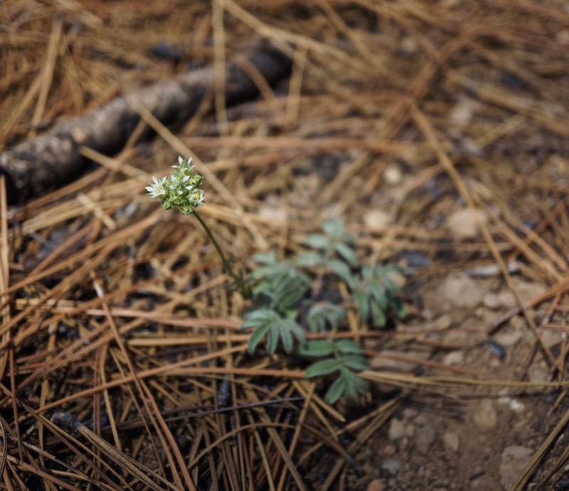 Potentilla tilingii var. flavescens