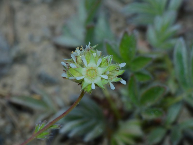 Potentilla tilingii var. flavescens photo 2