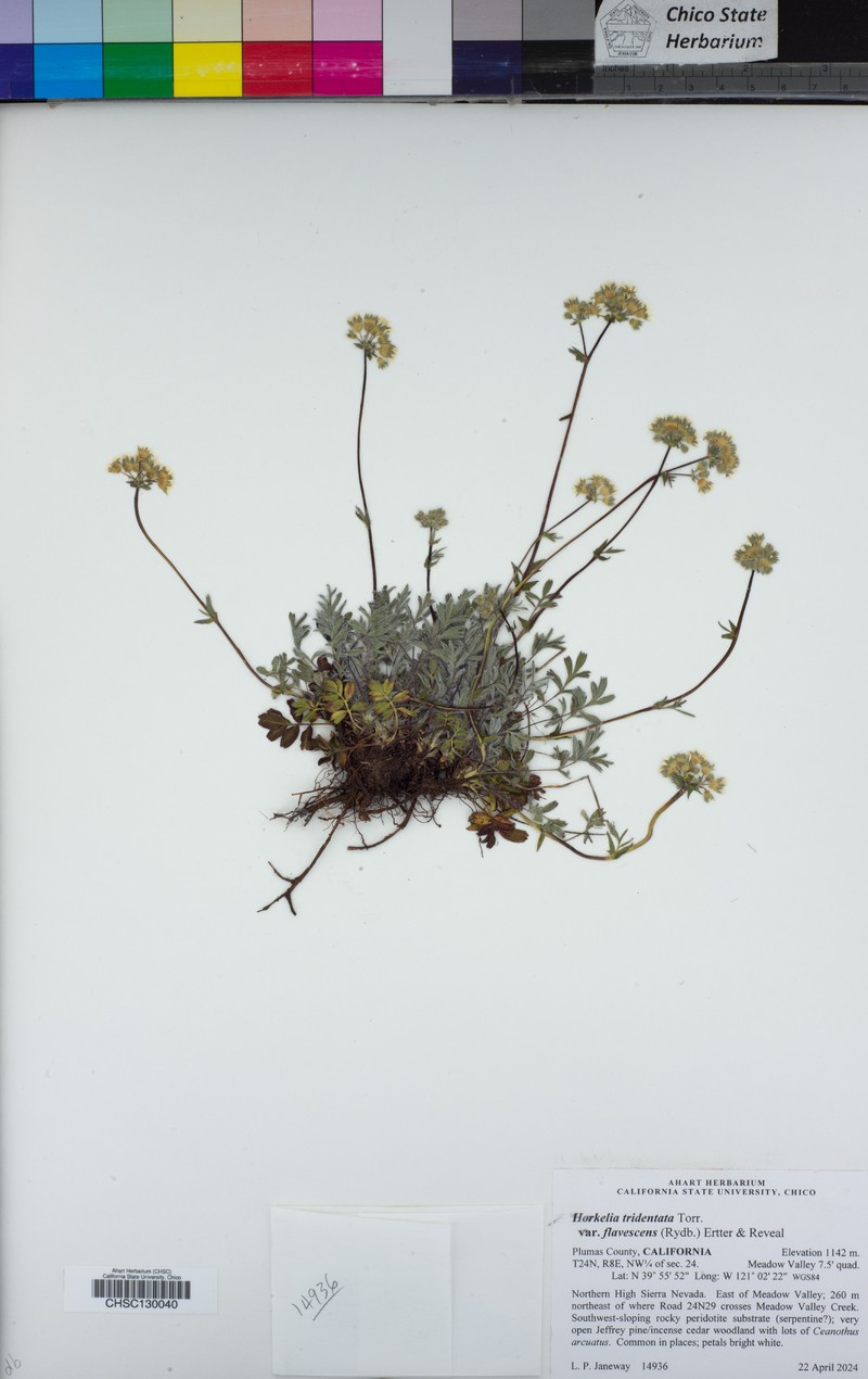 Potentilla tilingii var. flavescens photo 3