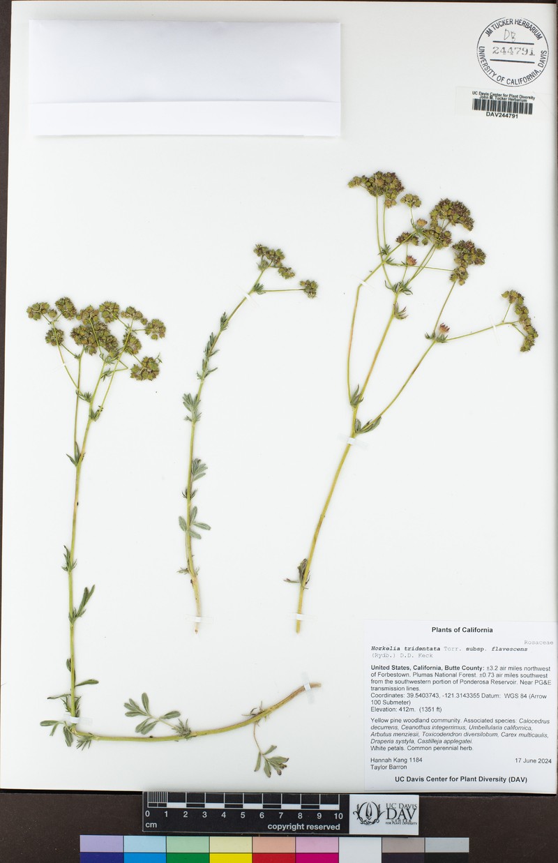 Potentilla tilingii var. flavescens photo 4