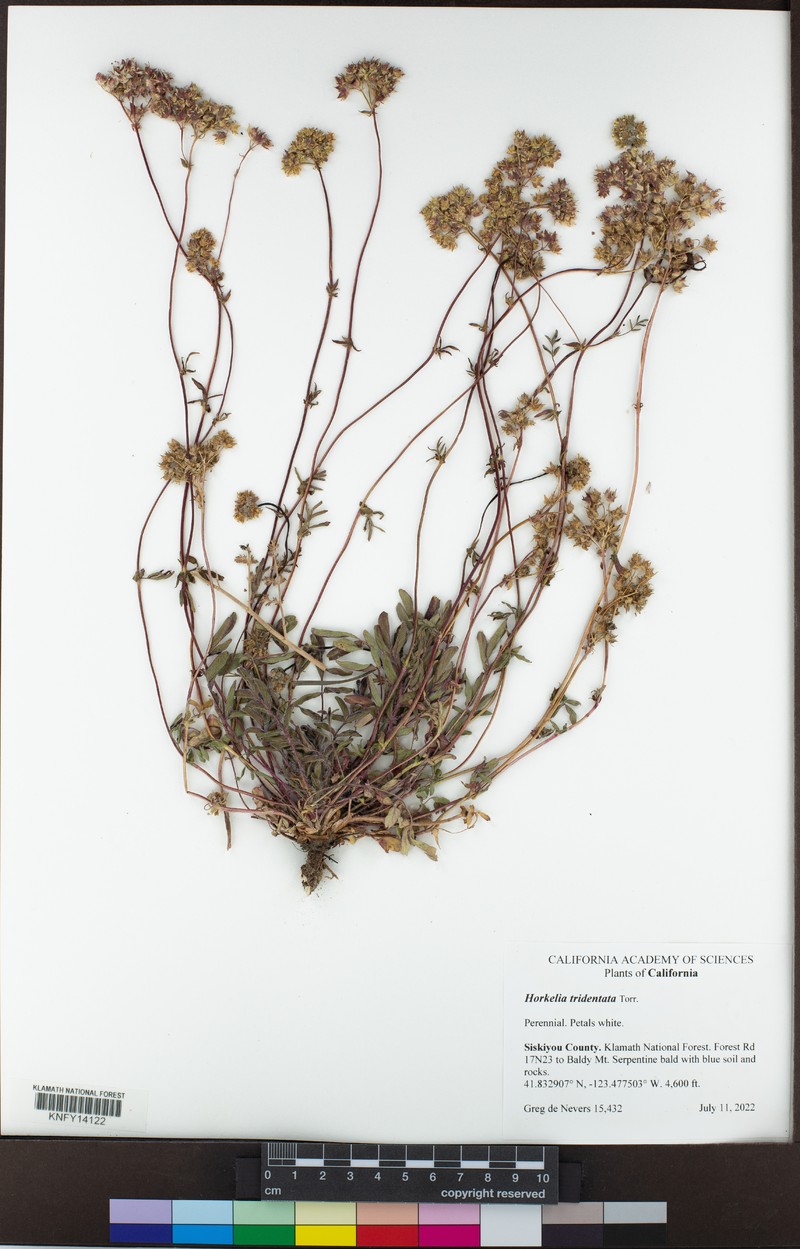 Potentilla tilingii var. flavescens photo 5