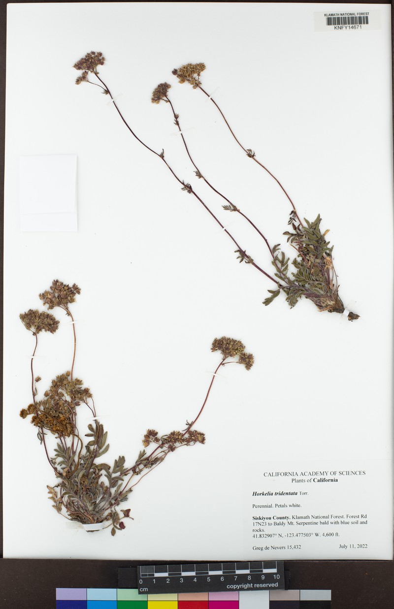 Potentilla tilingii var. flavescens photo 6