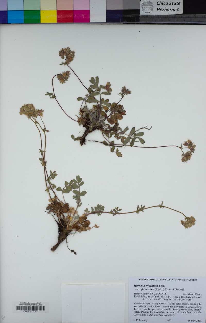 Potentilla tilingii var. flavescens photo 7