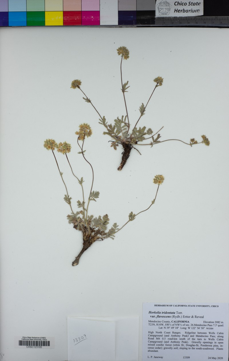 Potentilla tilingii var. flavescens photo 8