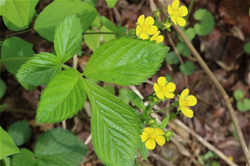 Potentilla togasii