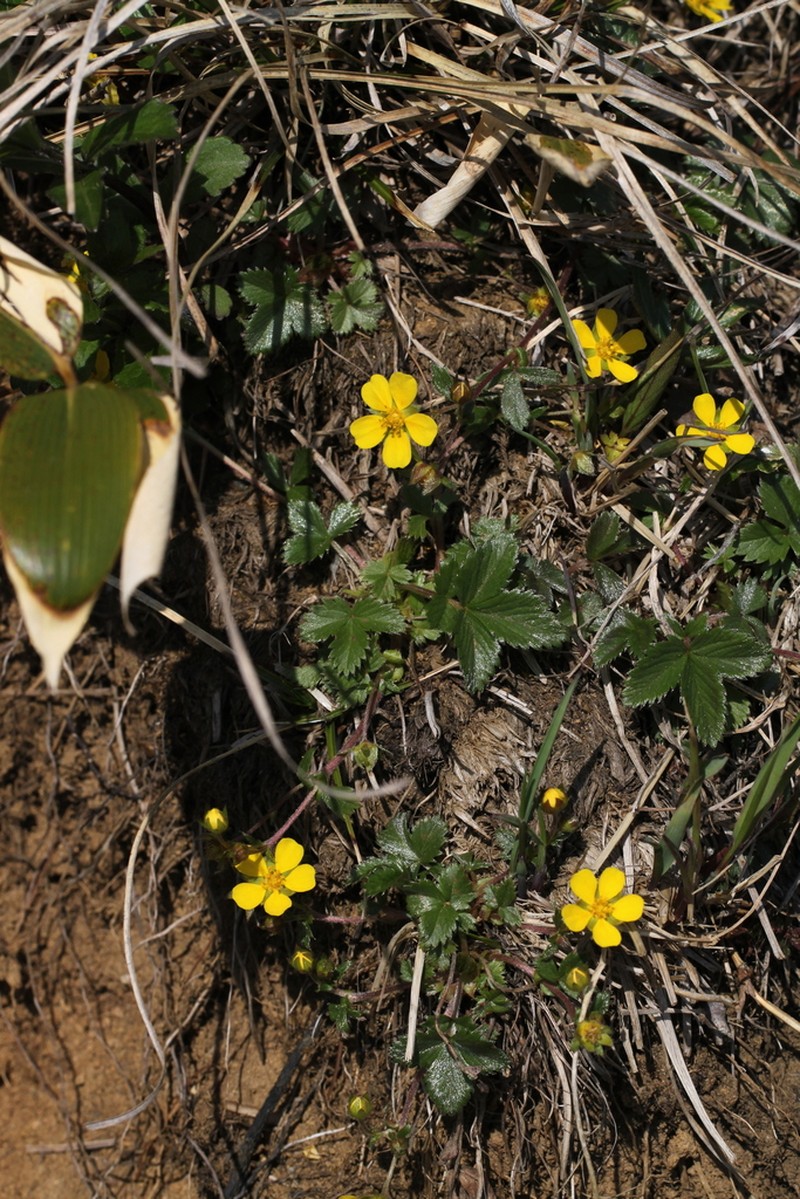 Potentilla togasii photo 3