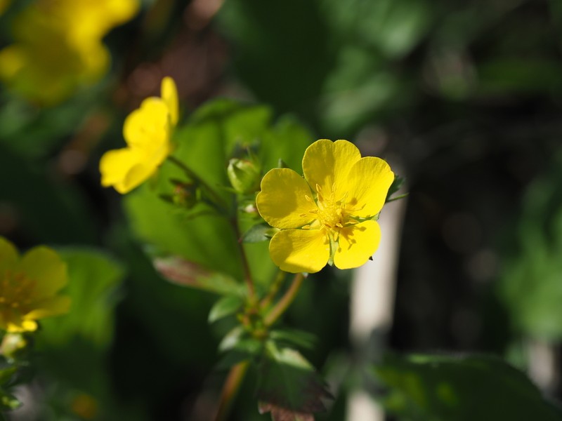 Potentilla togasii photo 4