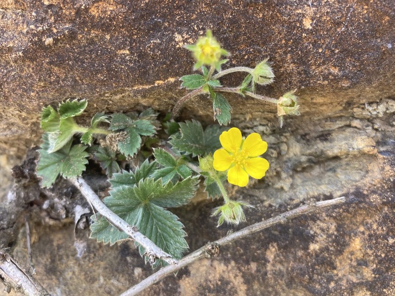 Potentilla togasii photo 5