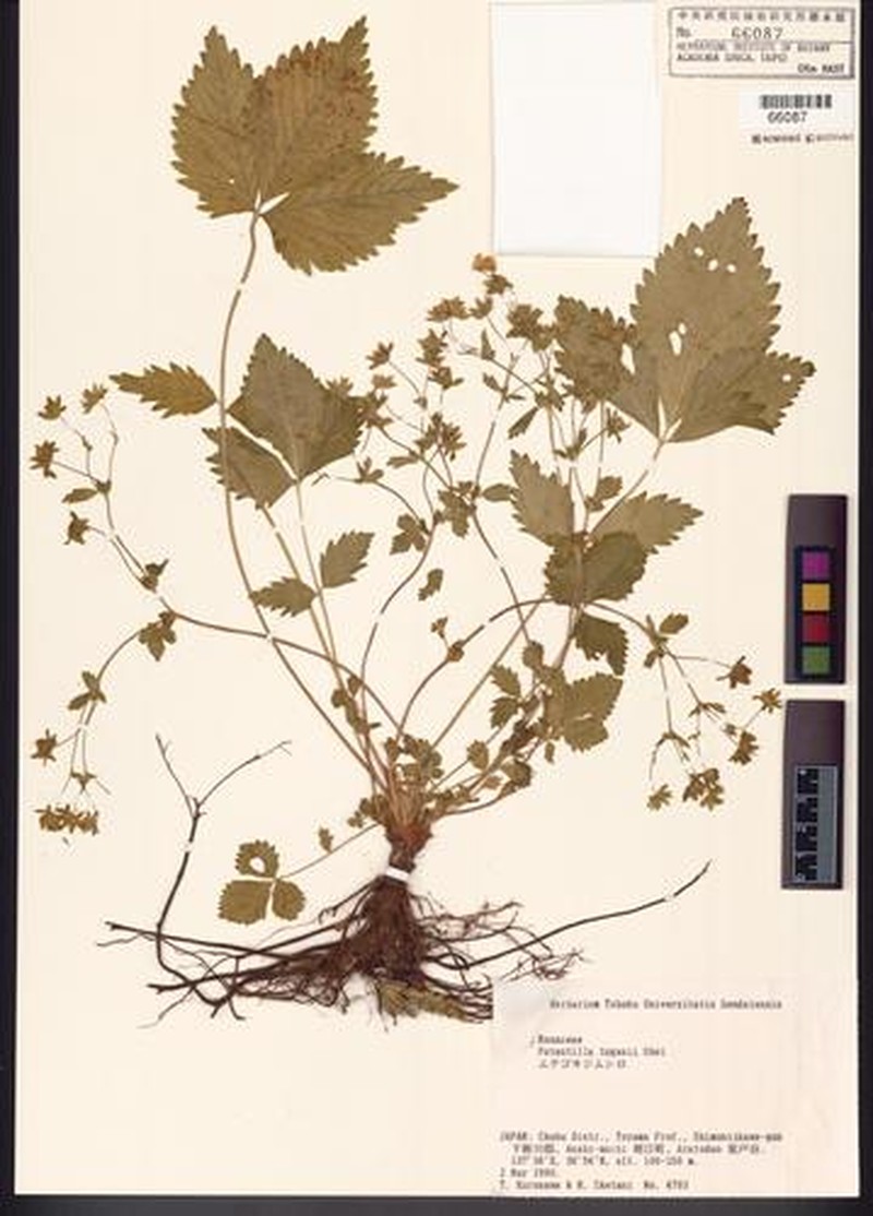 Potentilla togasii photo 6
