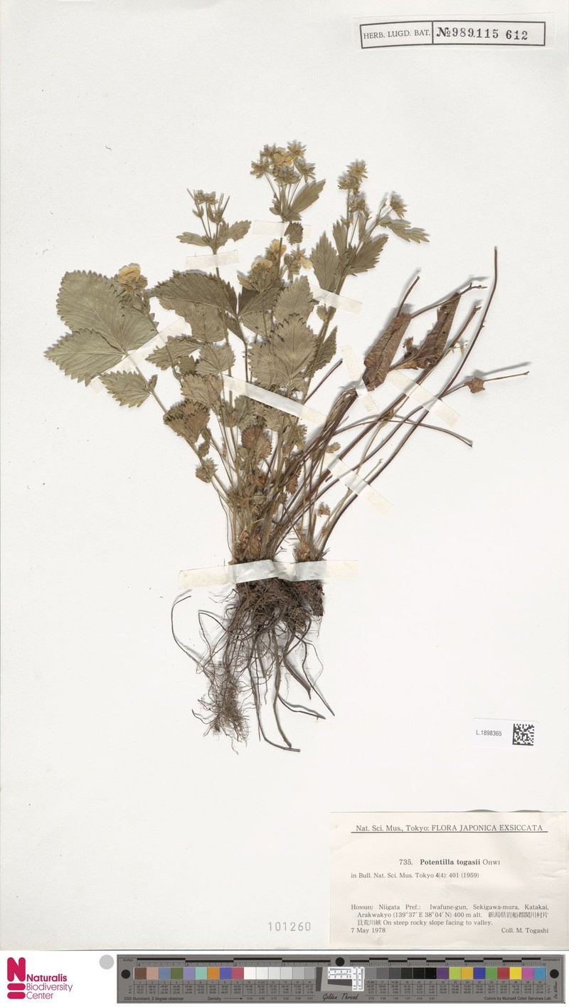 Potentilla togasii photo 7