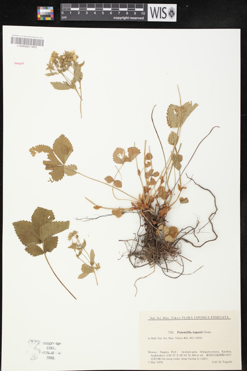 Potentilla togasii photo 8