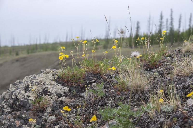 Potentilla tollii photo 3
