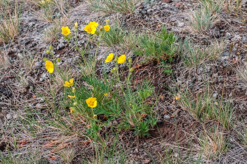 Potentilla tollii photo 4