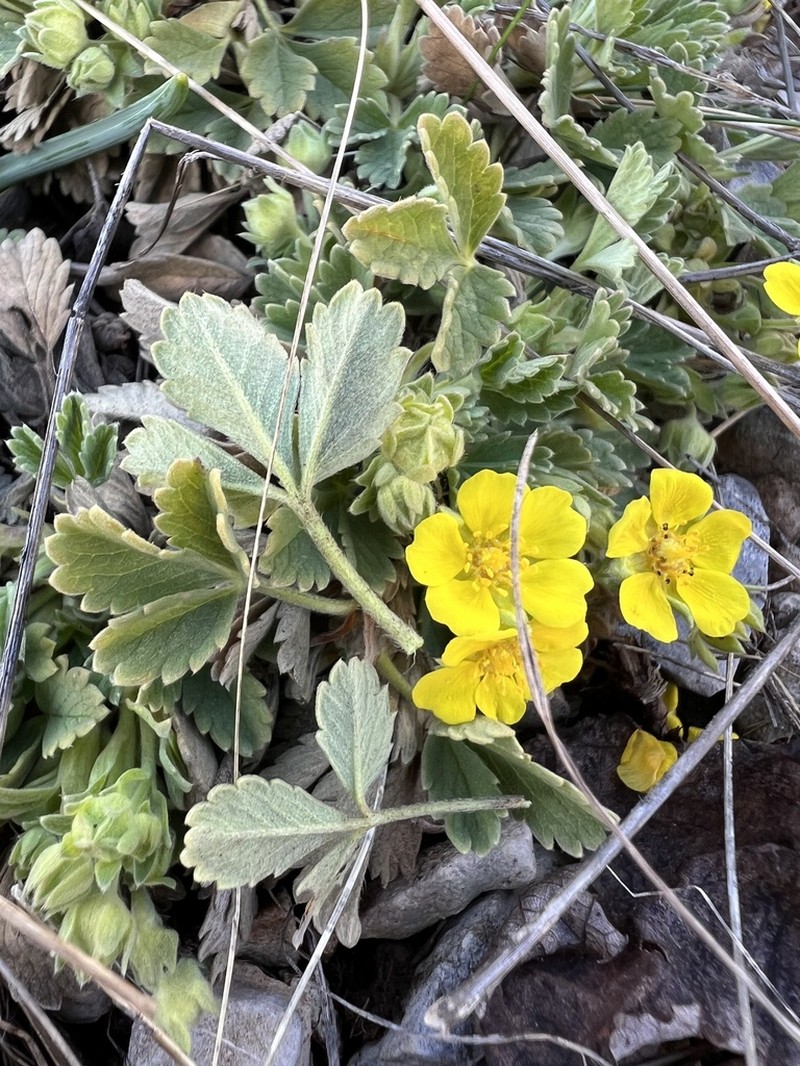 Potentilla tommasiniana