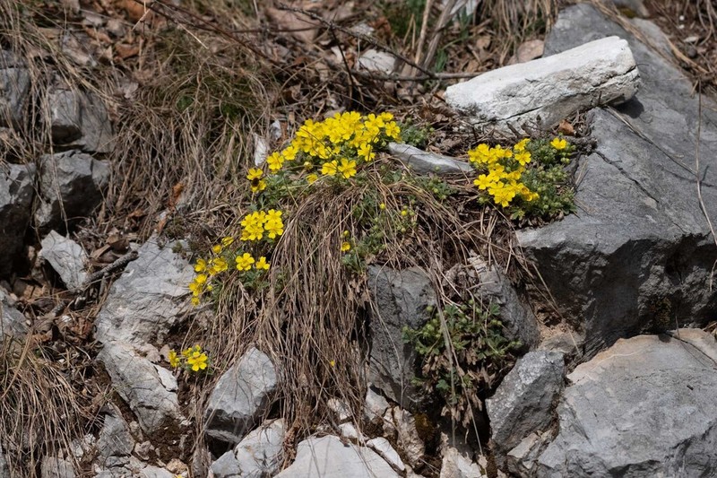 Potentilla tommasiniana photo 2