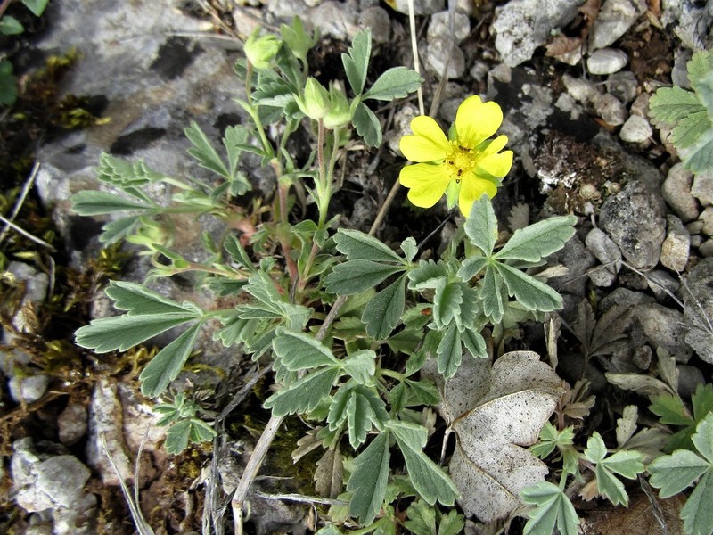 Potentilla tommasiniana photo 3