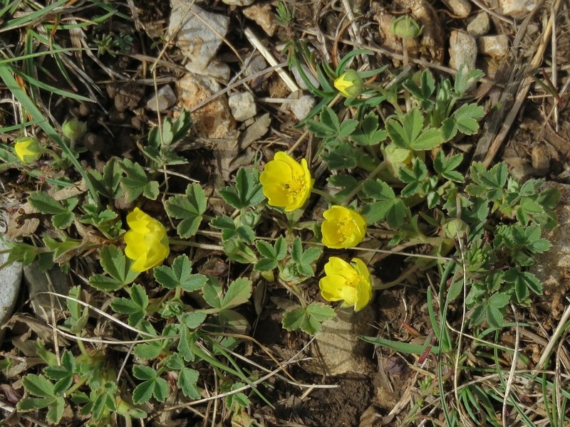 Potentilla tommasiniana photo 4
