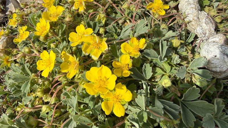 Potentilla tommasiniana photo 5