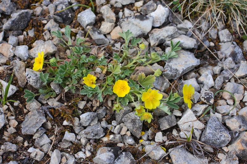 Potentilla tommasiniana photo 6